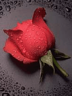 Róże - Rosa4_.gif