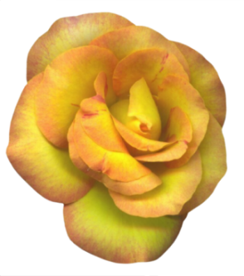 Róża - kw8 1102.png