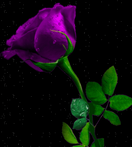 KWIATKI KWIATUSZKI - róża fioletowa na czarnym.gif