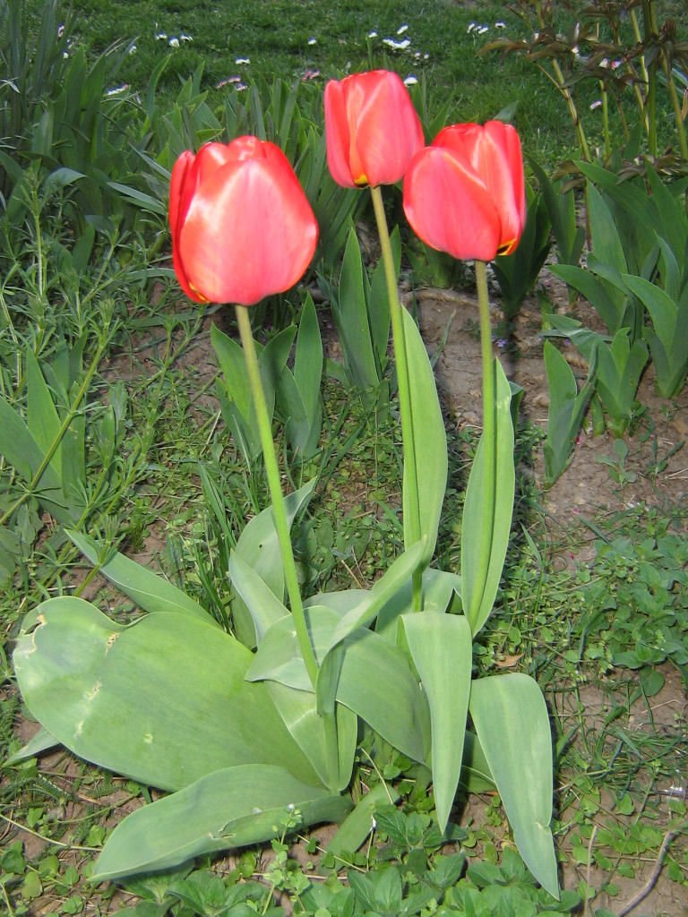 Byliny kwitnące wiosną - 26.Tulipan.jpg