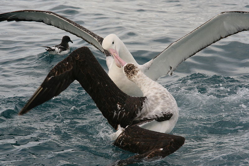 Albatrosy - Albatross_squabble.jpg