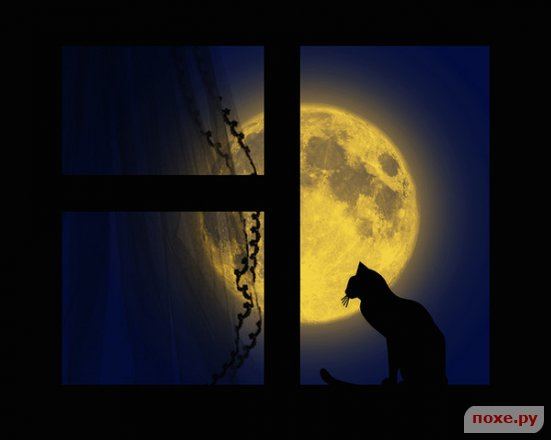Sen nocy - kot.medium.jpg