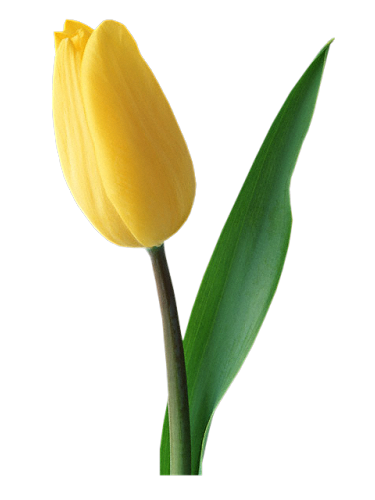 tulipany - jcw_bright_yellow_tulipwith credits.png
