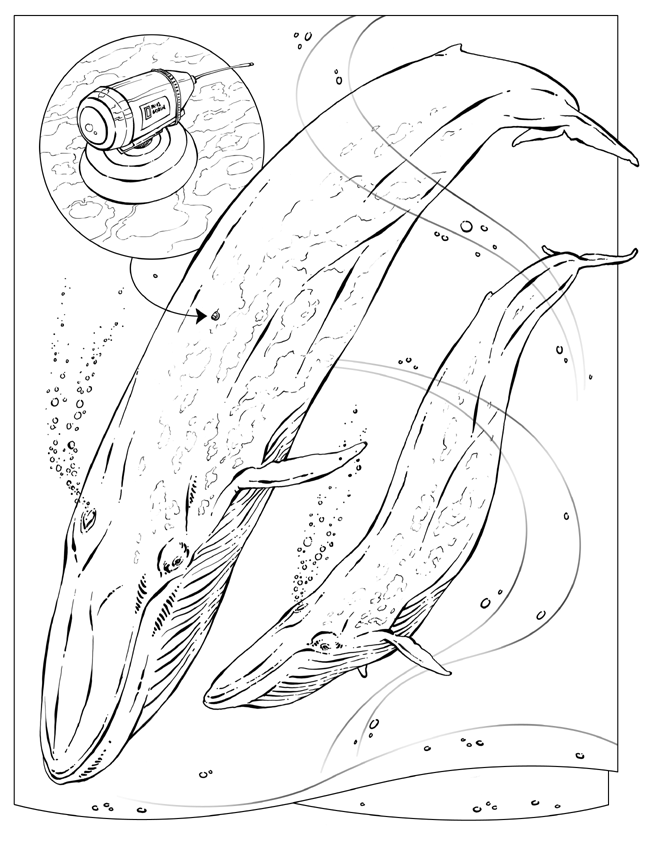 Kolorowanki - bluewhale.gif