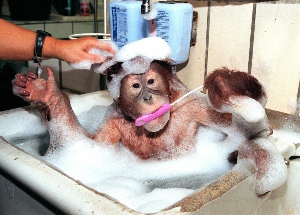 zdjęcia - różne - małpa w kąpieli.jpg