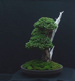 Bonsai - chamae 011104 400.jpg