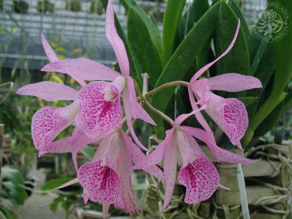 Storczyki - orchid-1024x768-0031-1776022.jpg