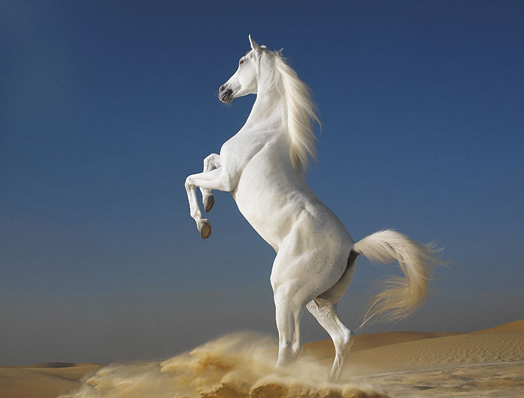 Zwierzęta - Konie 43.jpg