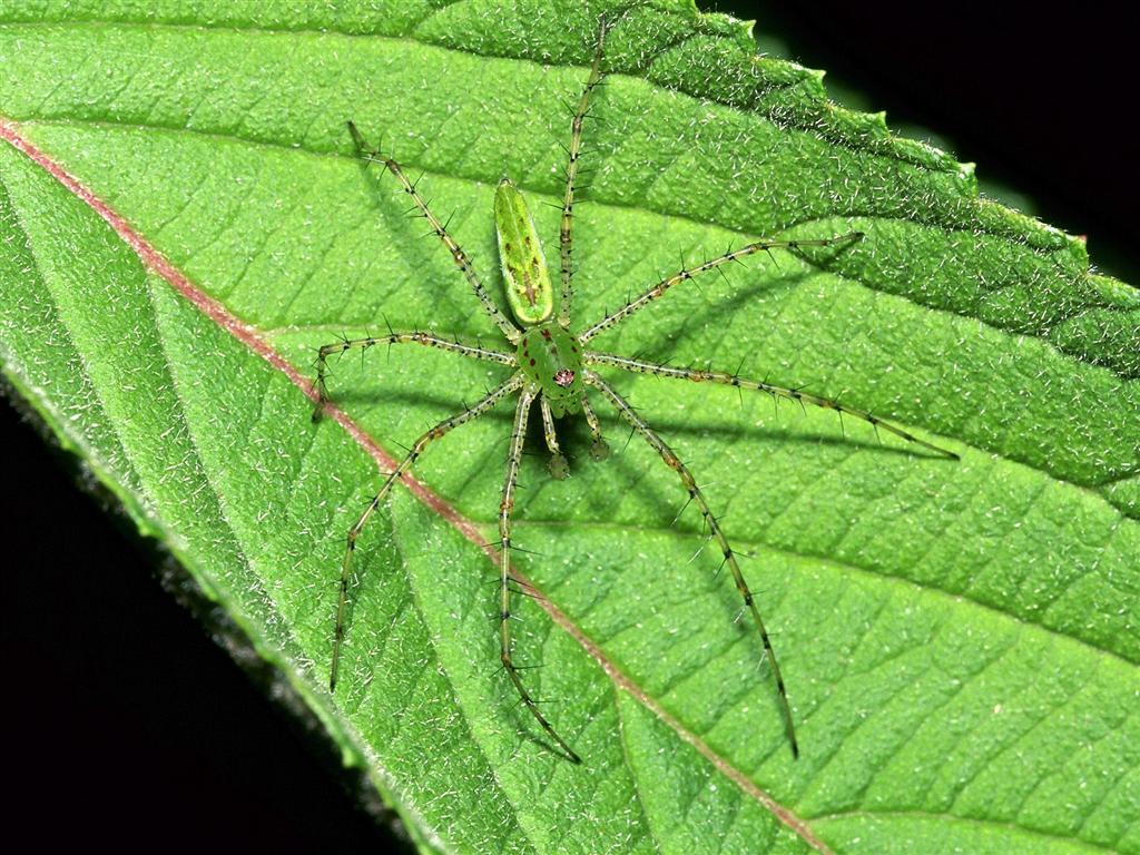 OWADY,PAJĄKI I INNE - green_lynx_spider.jpg