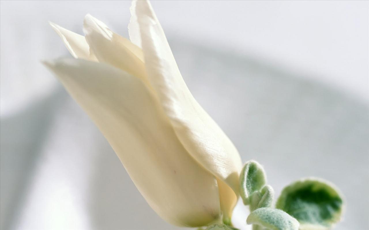 Kwiaty - laba.ws_White_Flowers_00091.jpg