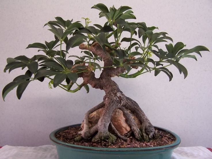   bonsai - najpiękniejsze drzewka - fa2d1df23d81ed7c2ee85cfaf08dafdc.jpg