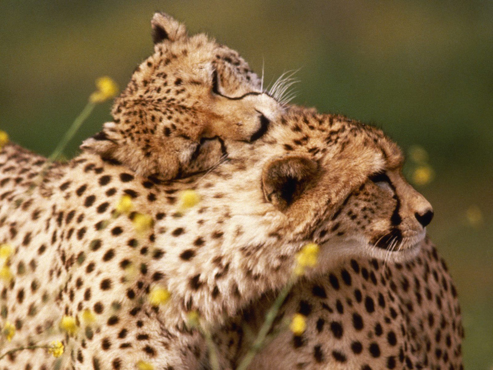  Images  - affectionate_cheetahs.jpg