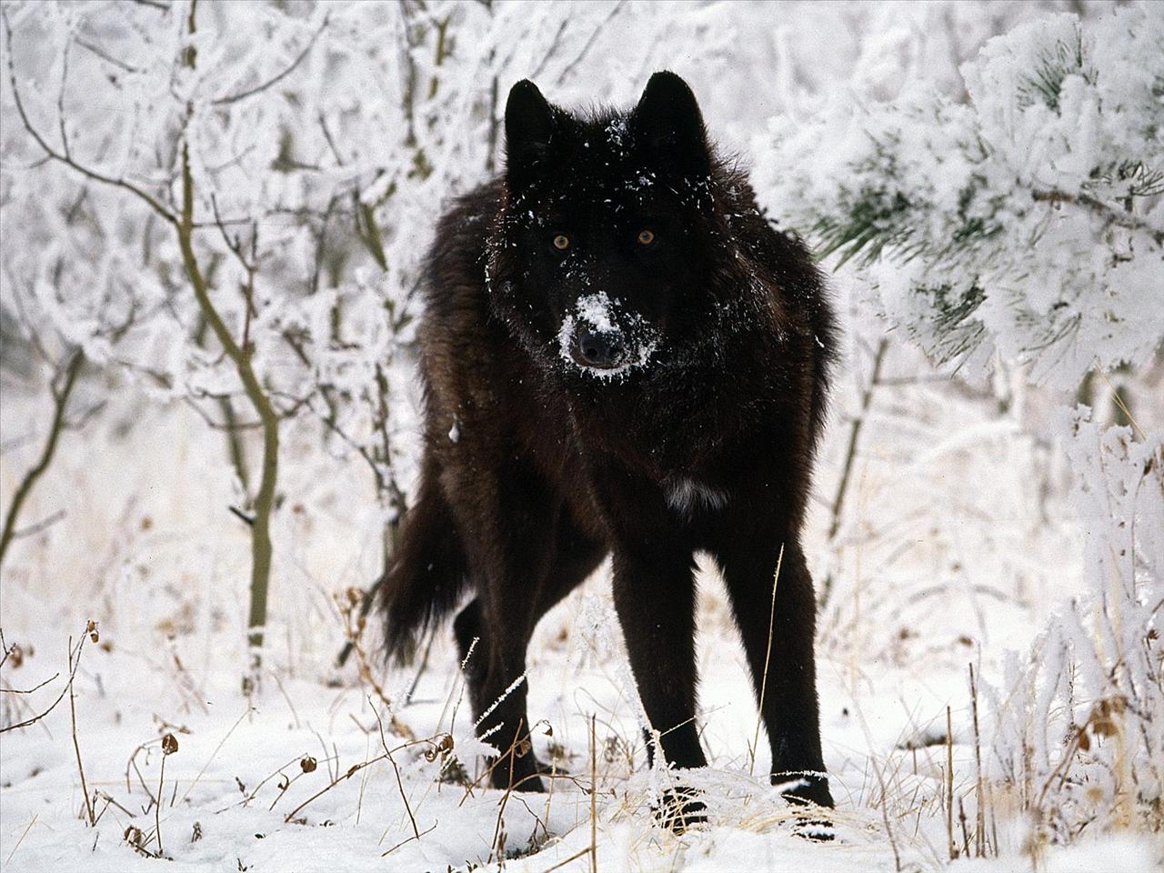 zwierzęta - animals - wolf9.jpg