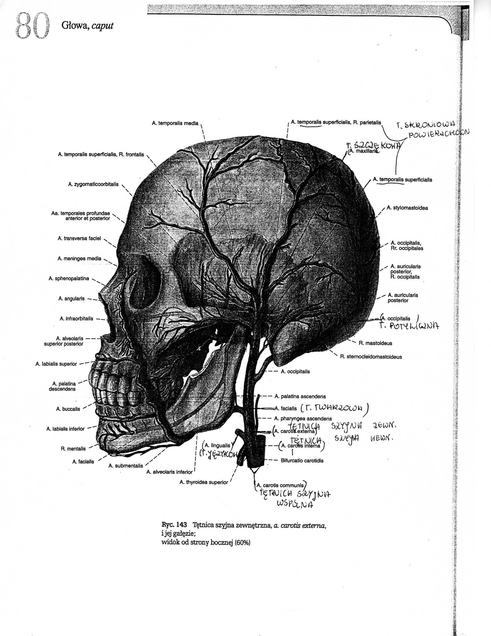 Anatomia - anatomia010.jpg