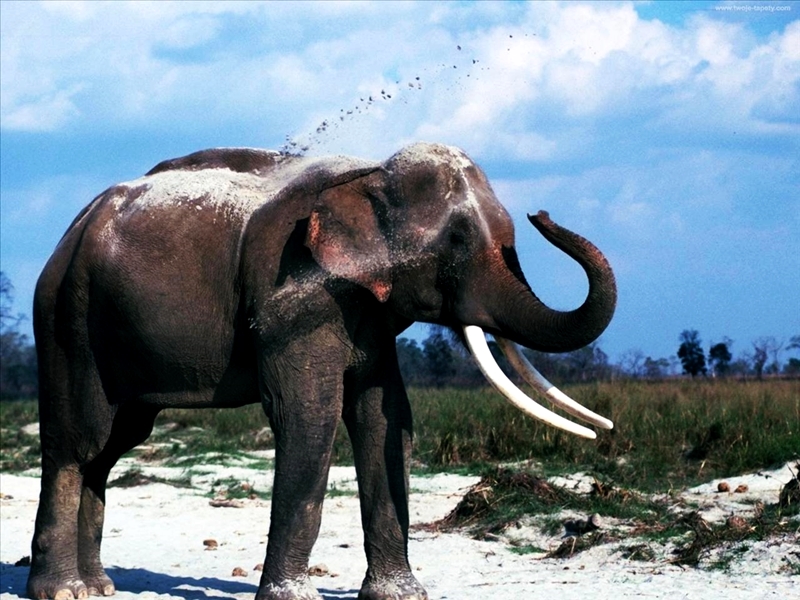  Słonie - 01 0006.jpg