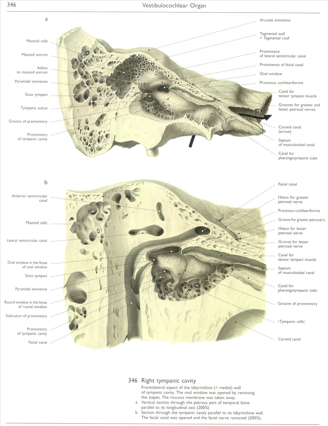 Wolf-Heidegger Color Atlas of Human Anatomy - CNS - 346 - vestibulocochlear organ.jpg
