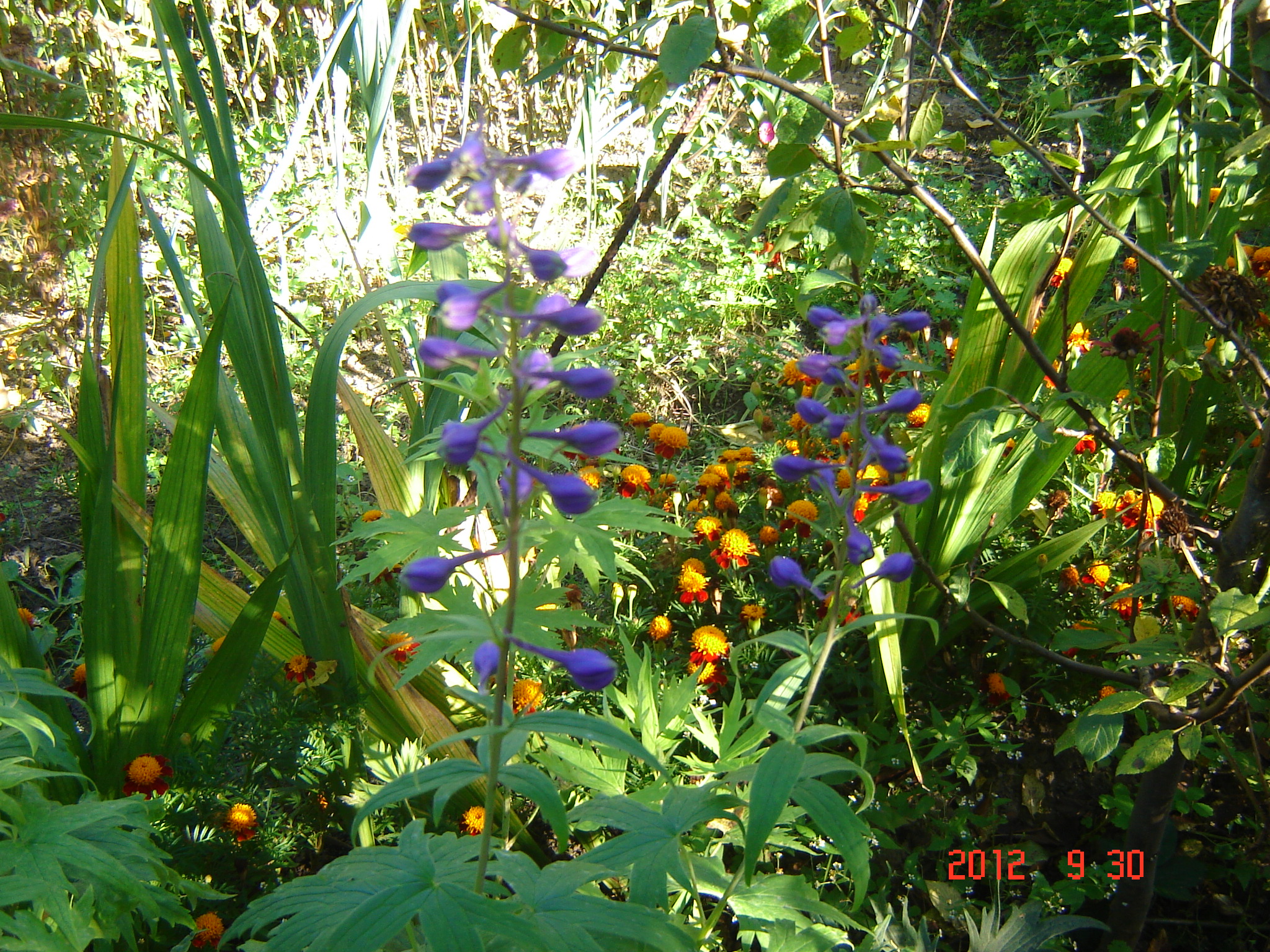 Kwiaty 2012 - 024.JPG