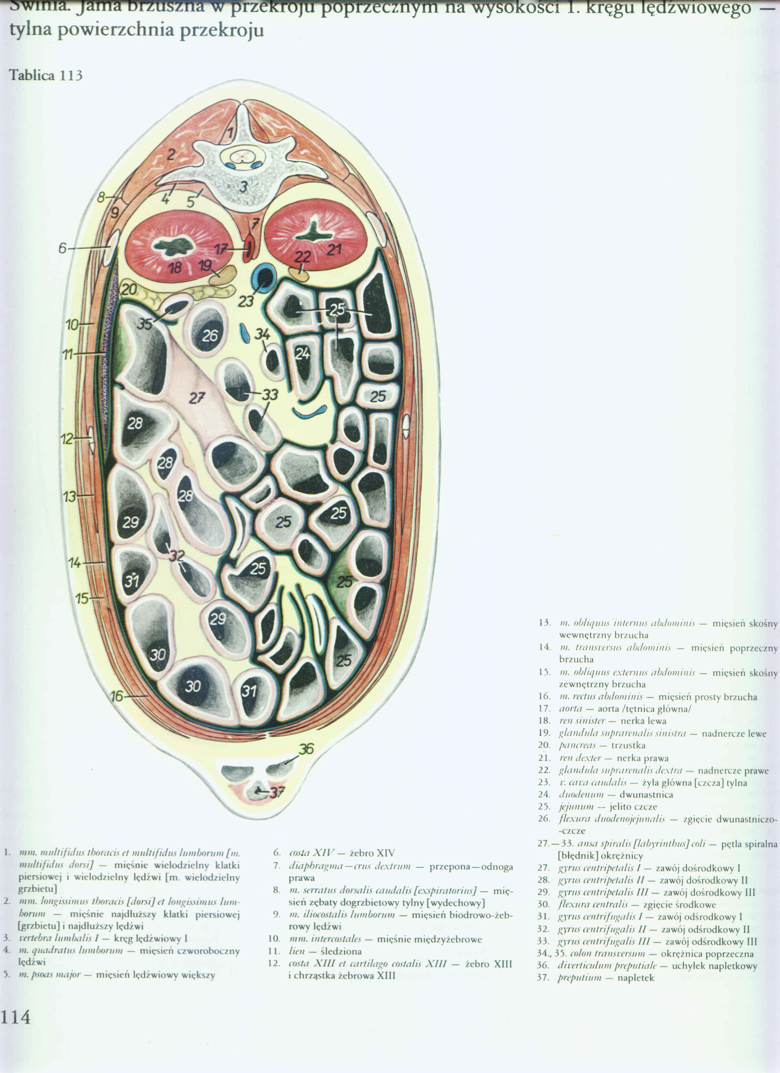 atlas anatomii-tułów - 110.jpg