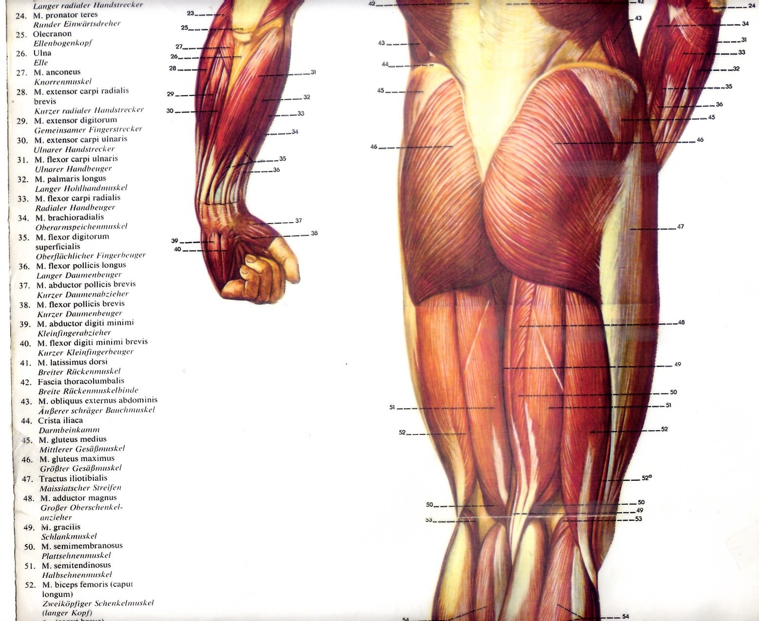 Topografia mięśni - model_2_2.JPG