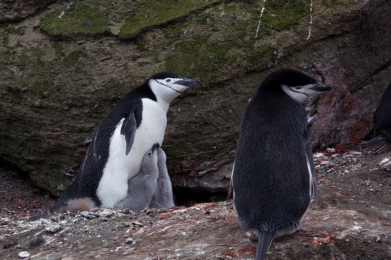 PTAKI _ NIELOTY - Pingwiny_Chinstrap_penguins_Pygoscelis_antarcticus_with_chicks.jpg