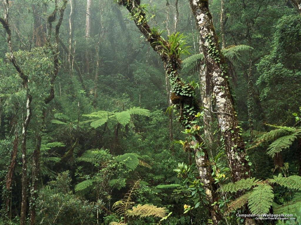 Krajobrazy i inne - Montane Rainforest, Mount Kinabalu National Park, Borneo.jpg