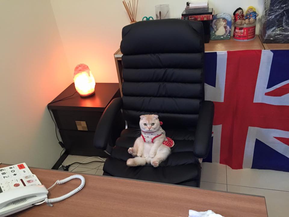 kotka z Tajpej-Taiwan - w moim biurze.jpg