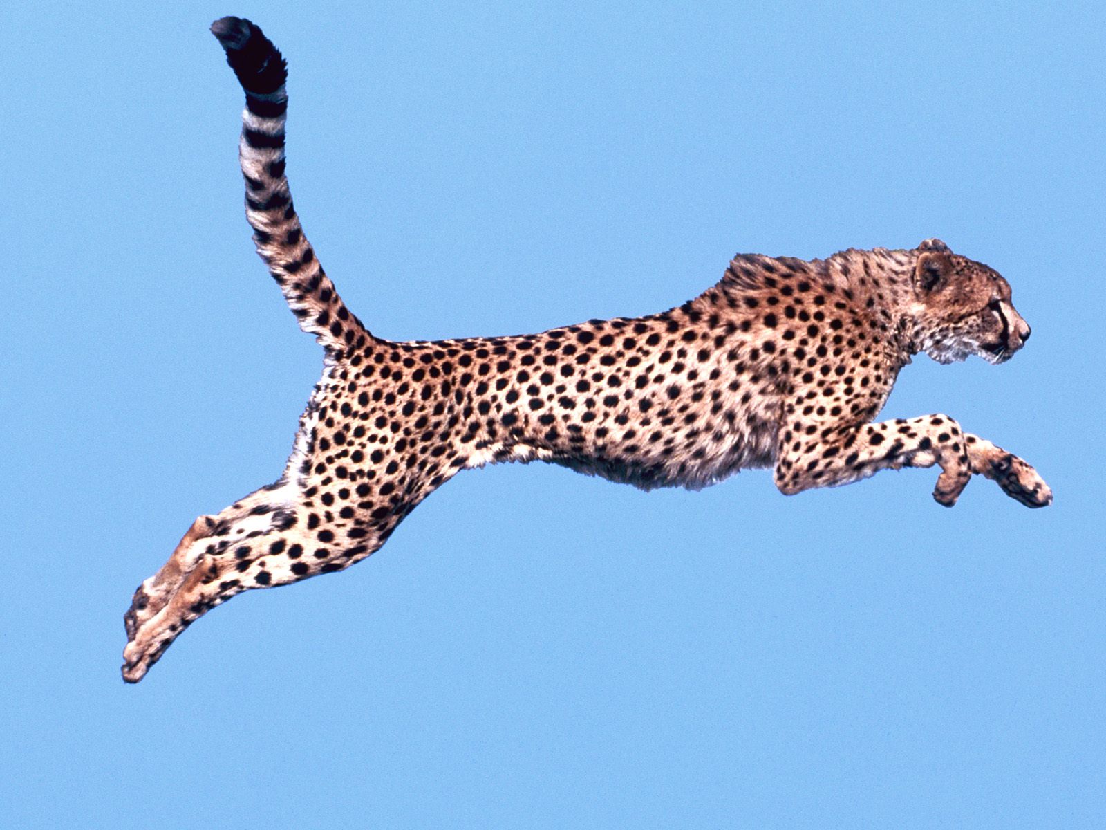 Zwierzęta - Air Time, Cheetah.jpg