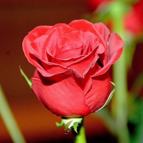 Dla Ciebie Oliwko.....Buziaczki - Kopia 2 Roses 23.jpg