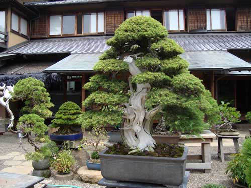 Galeria - bonsai_museum.jpg