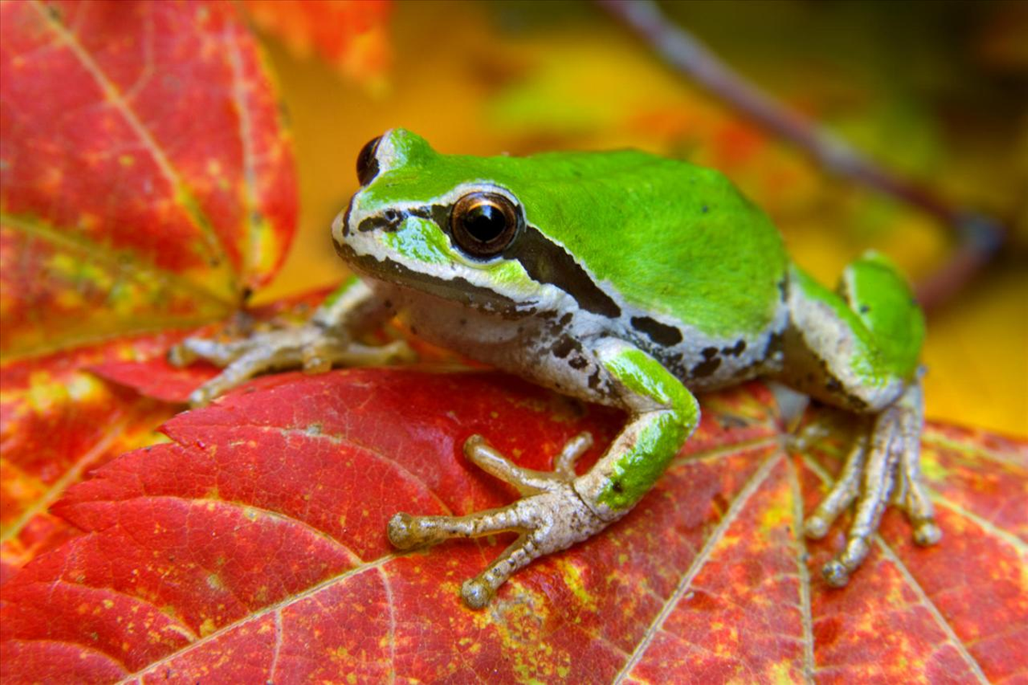   Tapety PC HD nowe - Tree Frog on a Vine Maple Leaf, Olympic National Park, Washington.bmp