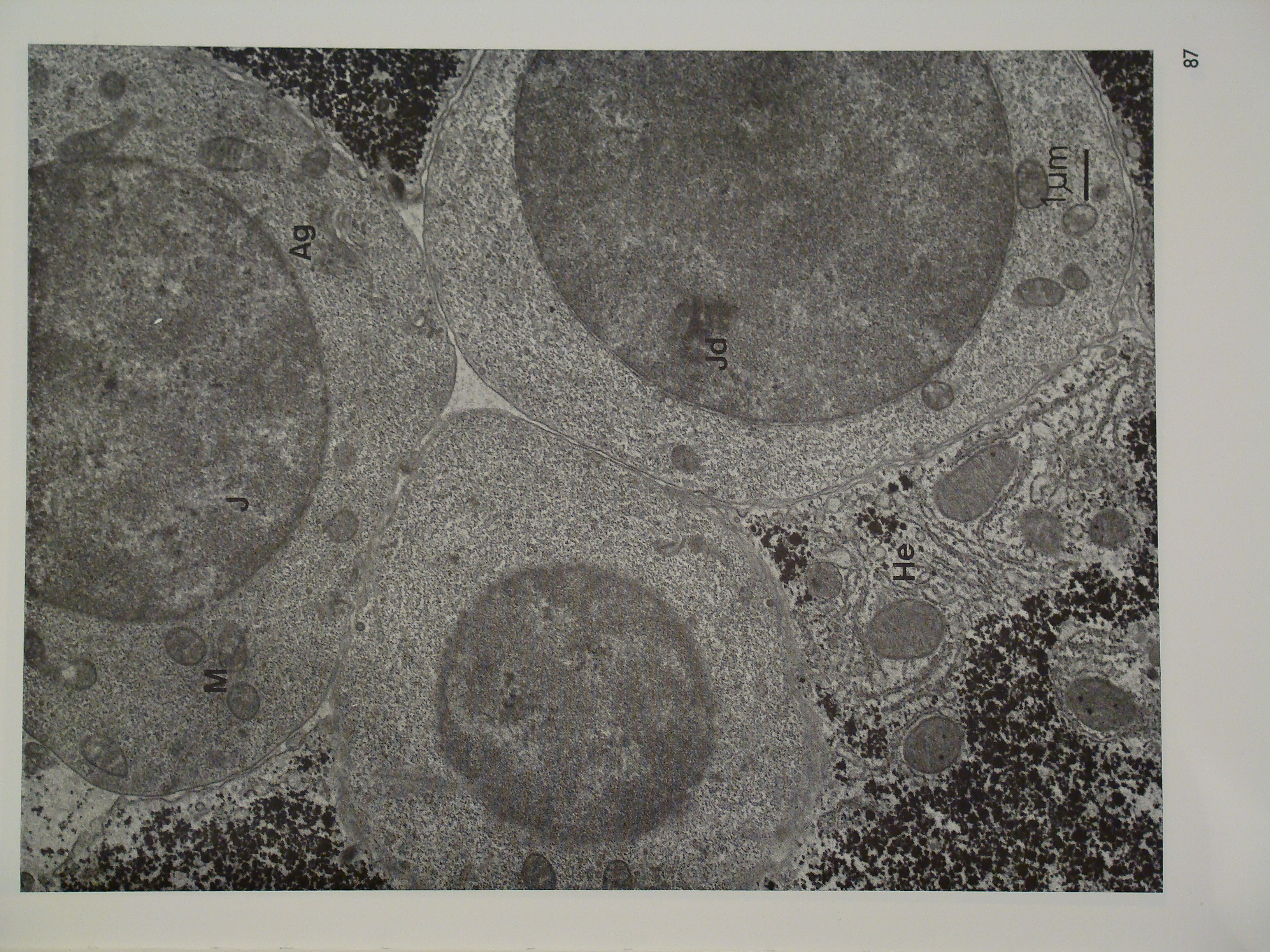 elektronogramy_z_biologii_komorki_4_5 - Trzy erytroblasty wcisniete pomiedzy hepatocyty wa toroby.JPG