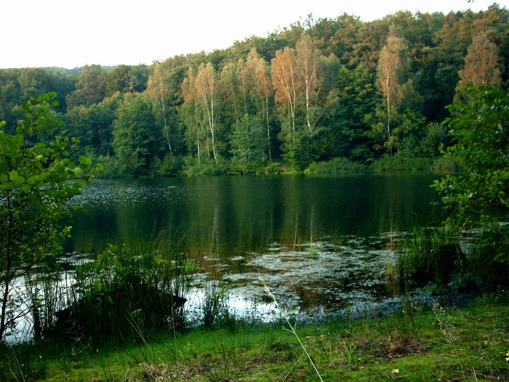 Jeziora - forest-09.jpg