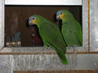 Papużki - Amazonki 057_m.jpg