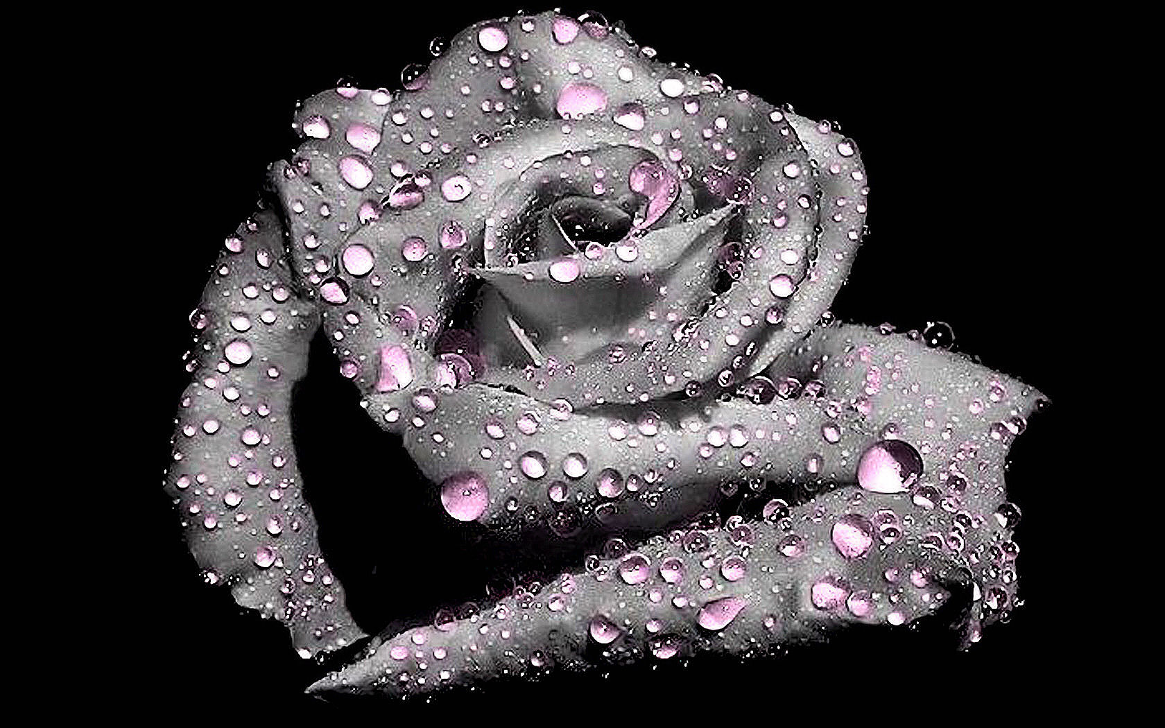 Kwiatuszki - 0001 grey-pink-rose.jpg