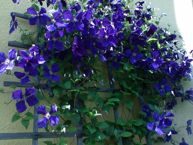 Moje kwiaty - clematis-cd_9749.jpg