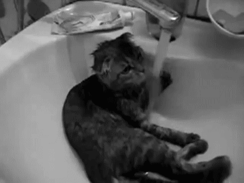 TaraMaria - Przyjażń kota z wodą.gif
