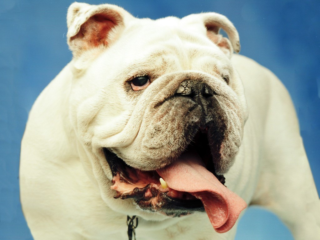 buldogi - Bulldog-dogs-13789127-1024-768.jpg