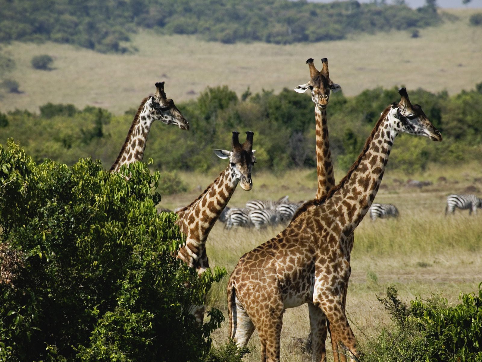  Animals part 2 z 3 - Giraffes, Masai Mara Game Reserve, Kenya.jpg