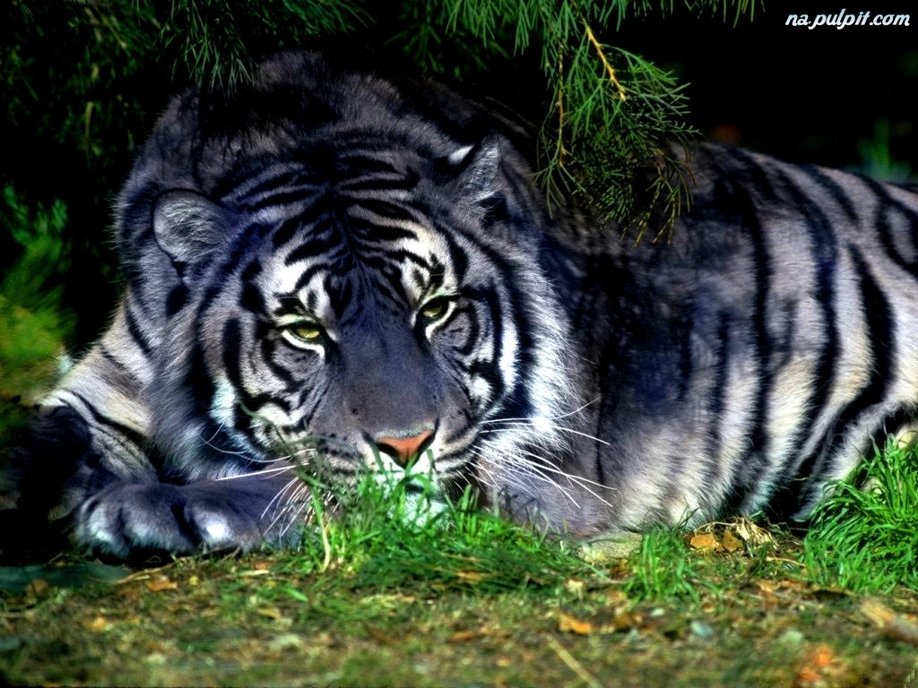 zwierzęta - lezacy-grafika-tygrys.jpeg