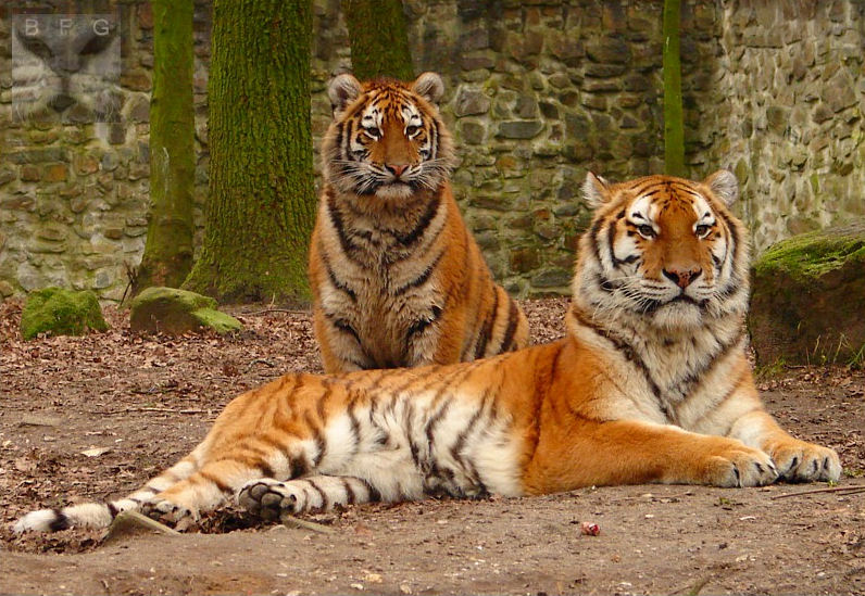 Zoo-Tygrys - Lew - 02.jpg