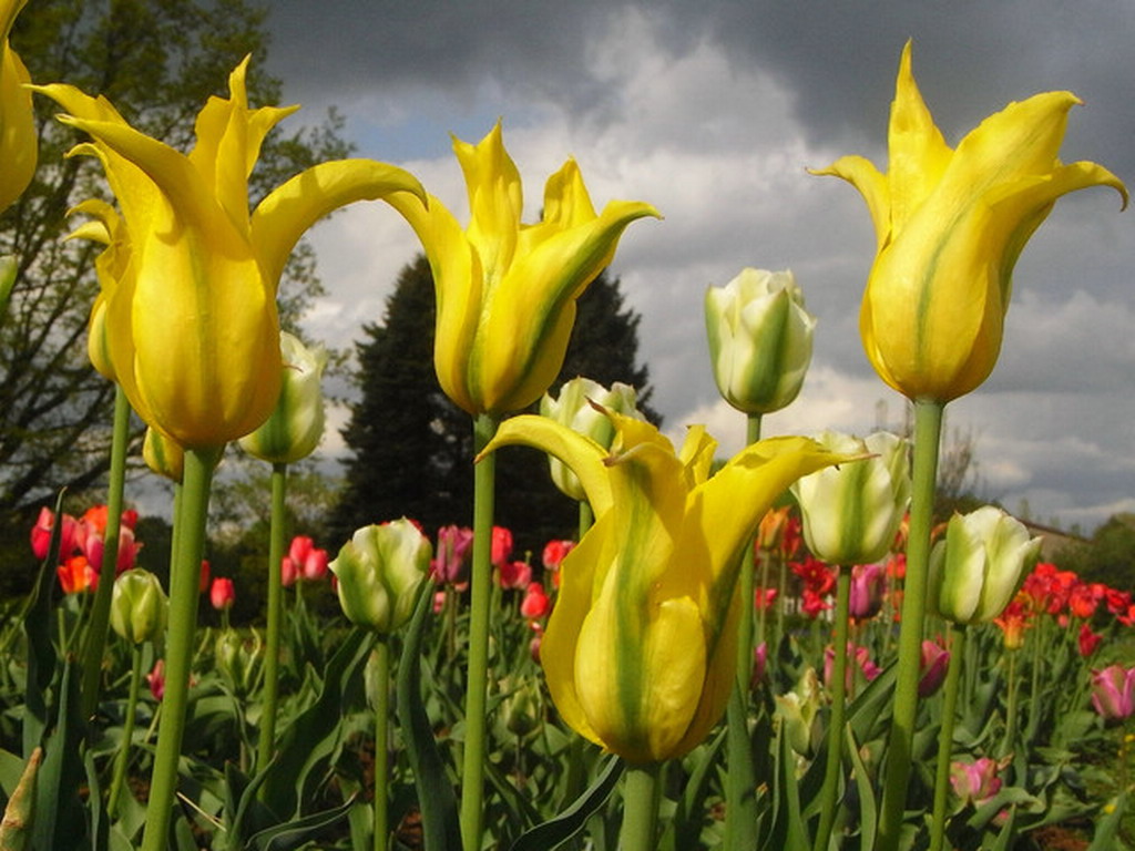 Tulipany - tulipany 14.jpg