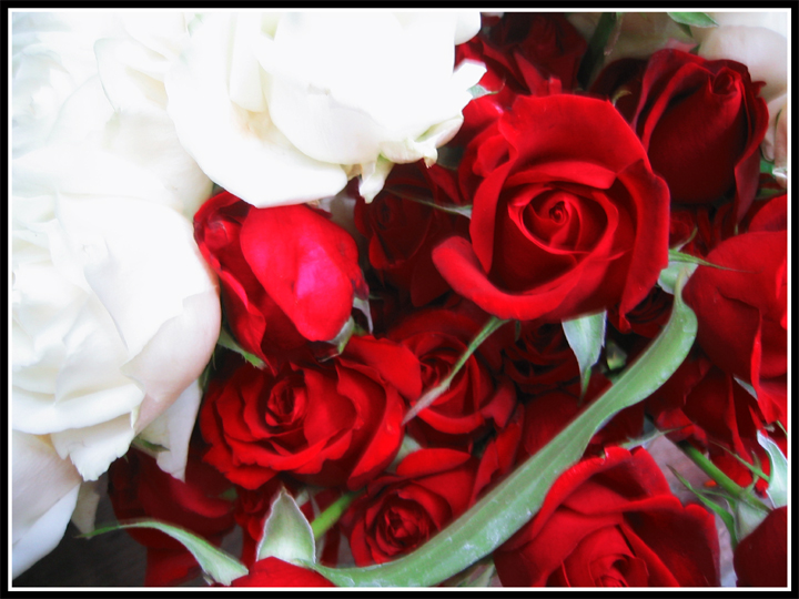 Róże - roses_by_NotYourBabyDoll.jpg