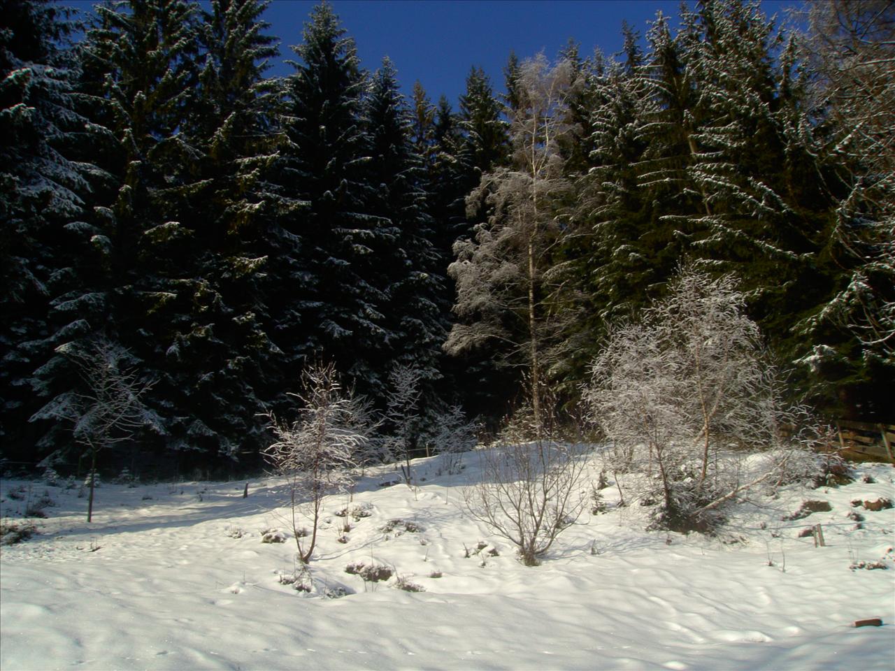 Las Zimą - PICT3683.JPG