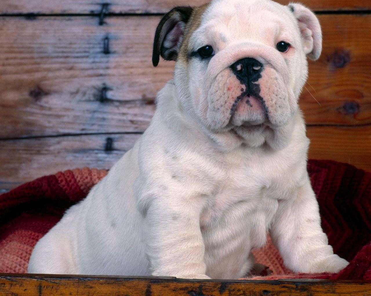buldogi - Bulldog-Puppy.jpg