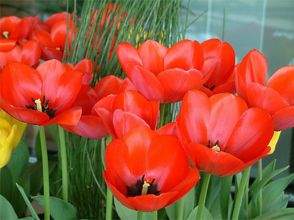 Tulipany - tulipany 33.jpg