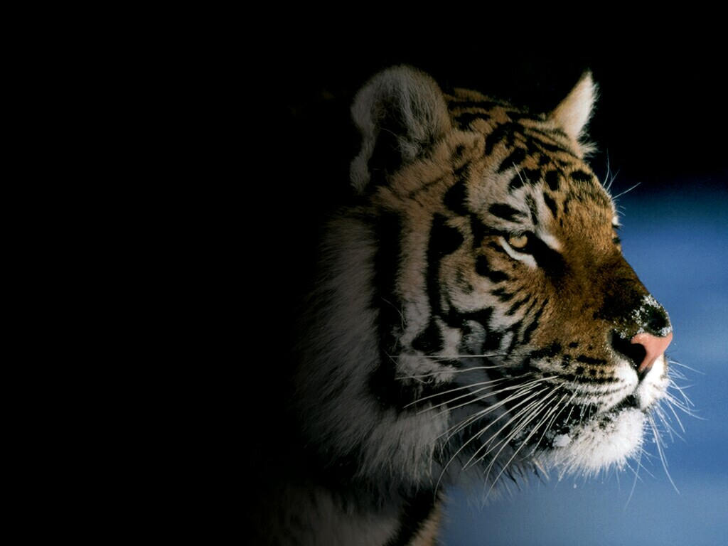 koty duże - tygrys 9.jpg