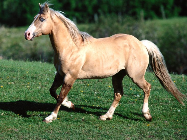 Konie - Bundy, Palomino Quarter Horse.jpg