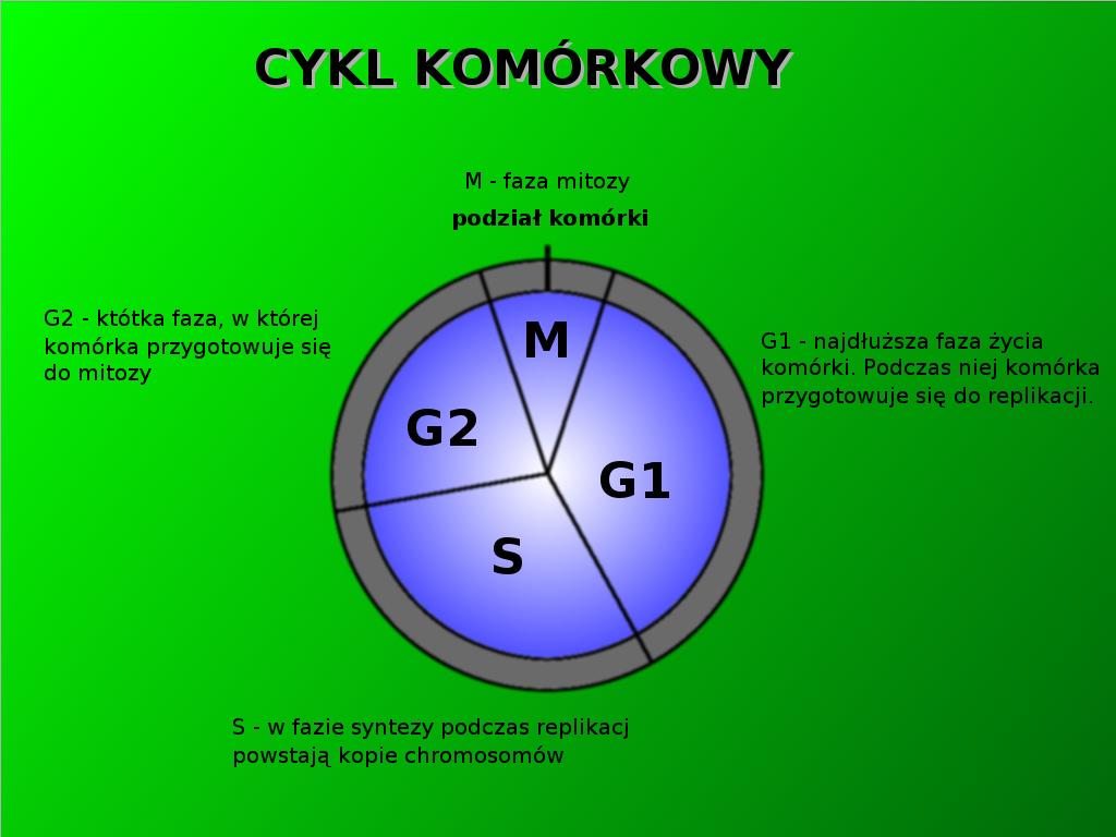 Biologia i genetyka - schemat_cykl_komorkowy.JPG