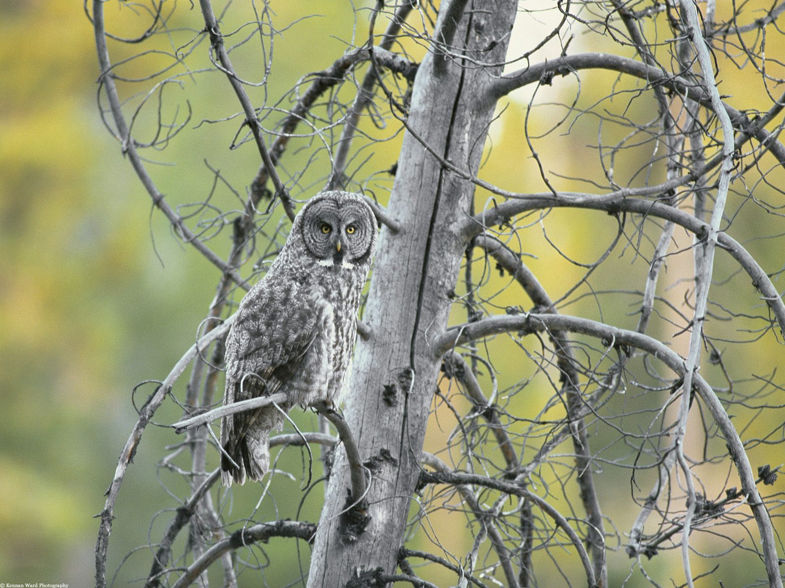  Animals part 2 z 3 - Great Grey Owl, Grand Teton National Park, Wyoming.jpg