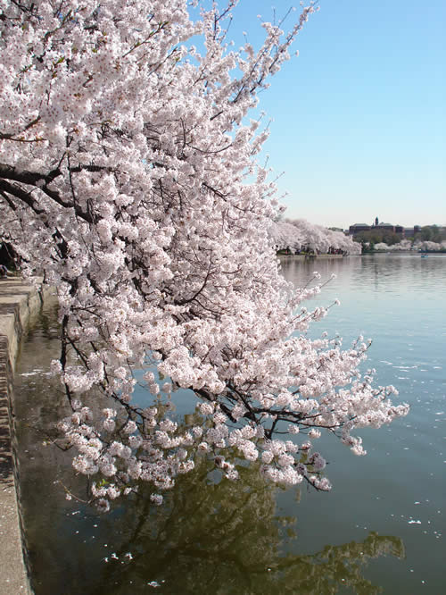 Cherry Blossoms - CherryBlossomsTidalBasin.jpg